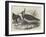 Plovers-null-Framed Giclee Print