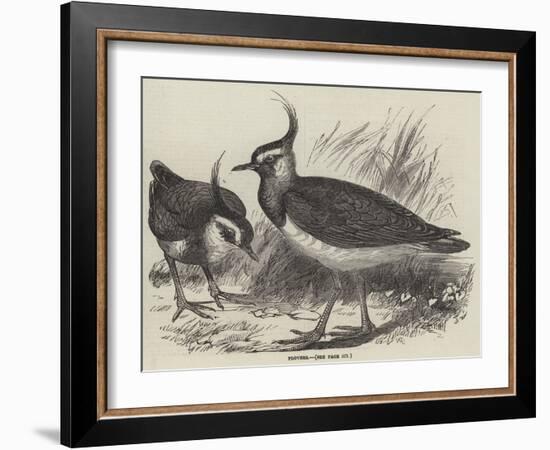 Plovers-null-Framed Giclee Print