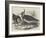 Plovers-null-Framed Giclee Print