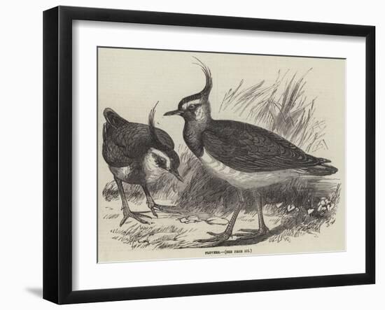 Plovers-null-Framed Giclee Print