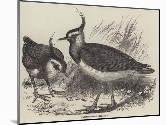 Plovers-null-Mounted Giclee Print