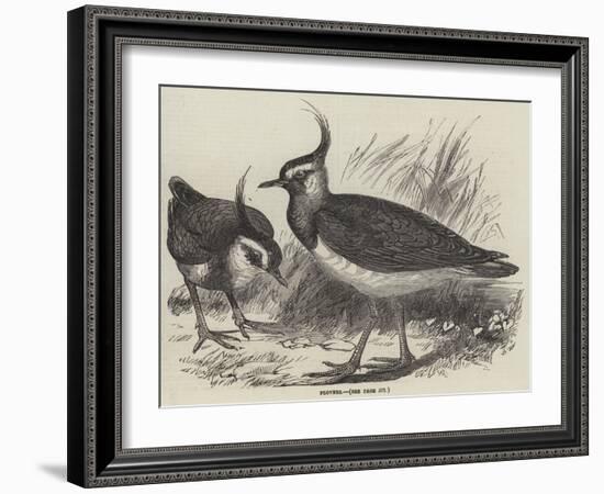 Plovers-null-Framed Giclee Print