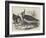 Plovers-null-Framed Giclee Print