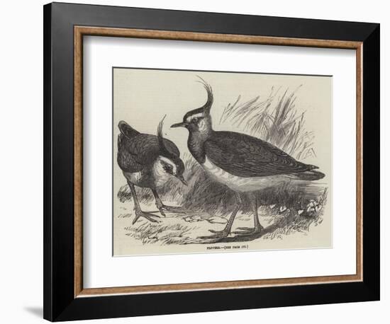 Plovers-null-Framed Giclee Print