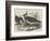Plovers-null-Framed Giclee Print