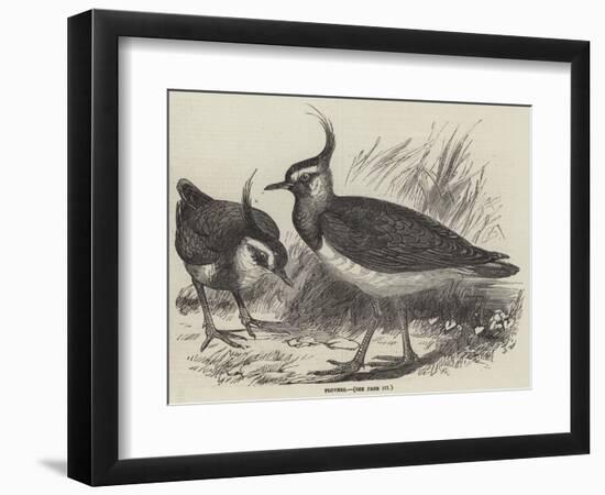 Plovers-null-Framed Giclee Print