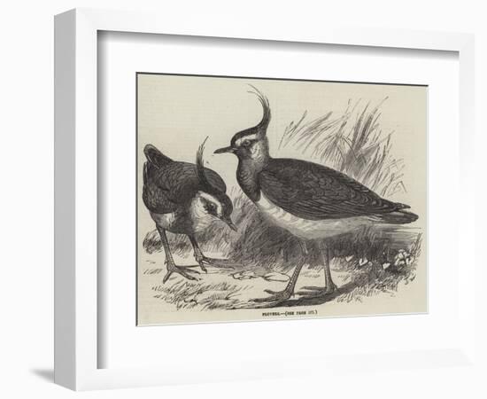 Plovers-null-Framed Giclee Print