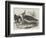 Plovers-null-Framed Giclee Print