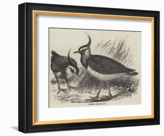 Plovers-null-Framed Giclee Print