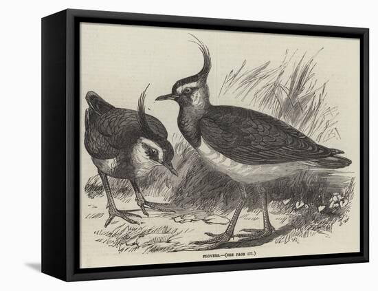 Plovers-null-Framed Premier Image Canvas