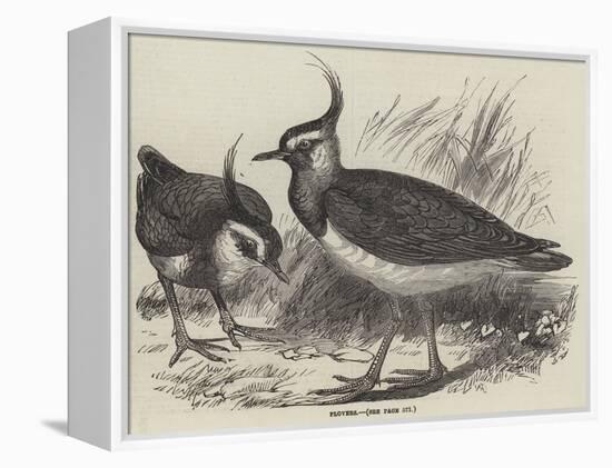 Plovers-null-Framed Premier Image Canvas