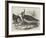 Plovers-null-Framed Giclee Print