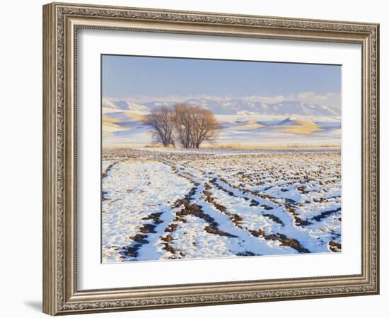 Plowed Field and Willows in Winter, Bear River Range, Cache Valley, Great Basin, Utah, USA-Scott T. Smith-Framed Photographic Print