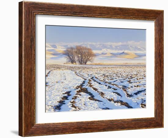 Plowed Field and Willows in Winter, Bear River Range, Cache Valley, Great Basin, Utah, USA-Scott T. Smith-Framed Photographic Print