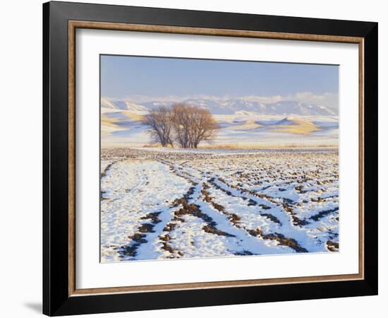 Plowed Field and Willows in Winter, Bear River Range, Cache Valley, Great Basin, Utah, USA-Scott T. Smith-Framed Photographic Print