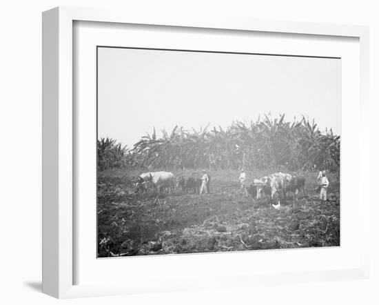 Plowing on a Cuban Sugar Plantation-null-Framed Photo