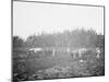 Plowing on a Cuban Sugar Plantation-null-Mounted Photo