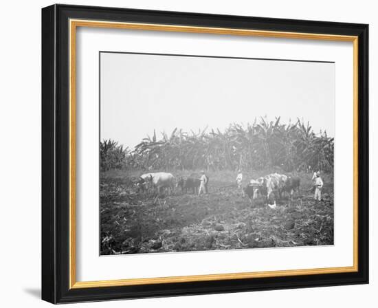 Plowing on a Cuban Sugar Plantation-null-Framed Photo