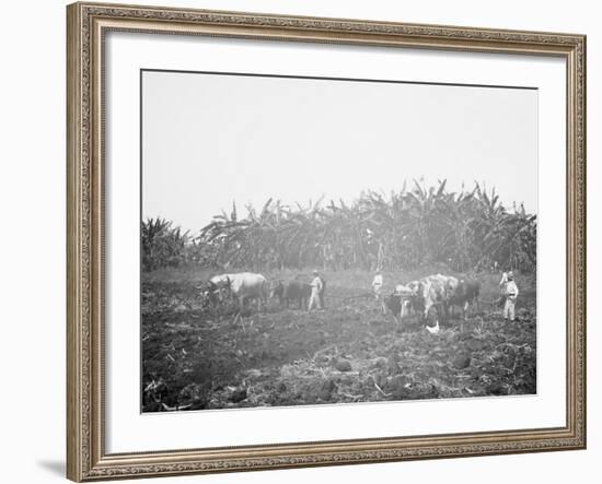 Plowing on a Cuban Sugar Plantation-null-Framed Photo