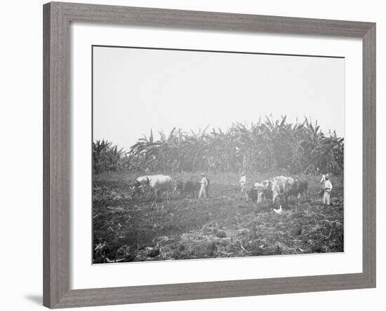 Plowing on a Cuban Sugar Plantation-null-Framed Photo