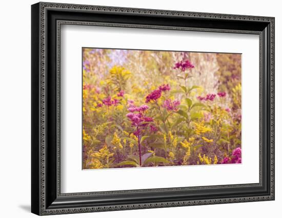 Plum and Mustard Wildflowers-Brooke T. Ryan-Framed Photographic Print