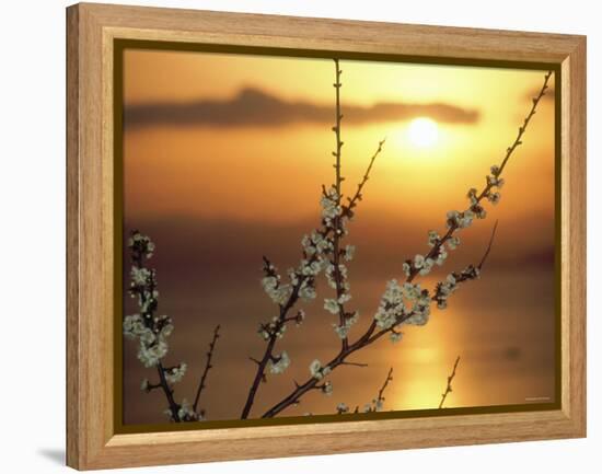 Plum Blossoms at Sunset, Ehime, Shikoku, Japan-null-Framed Premier Image Canvas