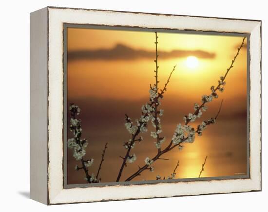 Plum Blossoms at Sunset, Ehime, Shikoku, Japan-null-Framed Premier Image Canvas