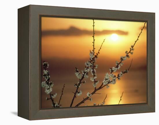 Plum Blossoms at Sunset, Ehime, Shikoku, Japan-null-Framed Premier Image Canvas