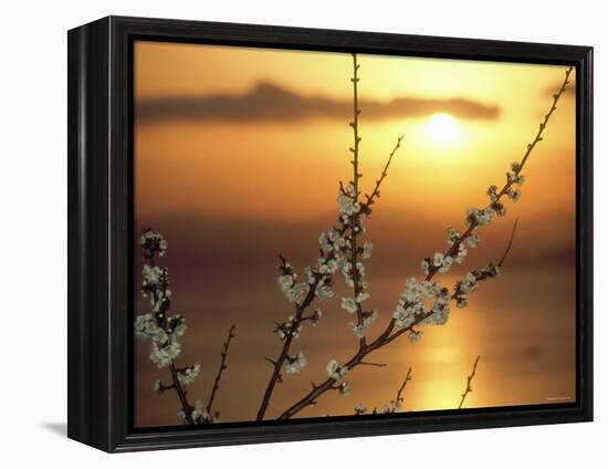 Plum Blossoms at Sunset, Ehime, Shikoku, Japan-null-Framed Premier Image Canvas