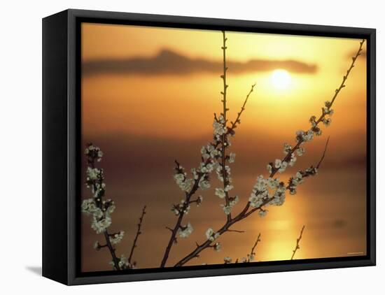 Plum Blossoms at Sunset, Ehime, Shikoku, Japan-null-Framed Premier Image Canvas