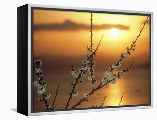 Plum Blossoms at Sunset, Ehime, Shikoku, Japan-null-Framed Premier Image Canvas