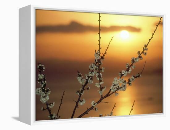 Plum Blossoms at Sunset, Ehime, Shikoku, Japan-null-Framed Premier Image Canvas