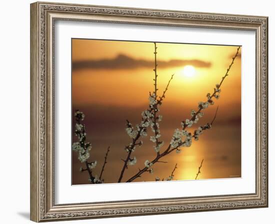 Plum Blossoms at Sunset, Ehime, Shikoku, Japan-null-Framed Photographic Print