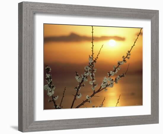 Plum Blossoms at Sunset, Ehime, Shikoku, Japan-null-Framed Photographic Print