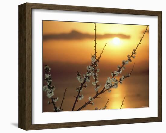 Plum Blossoms at Sunset, Ehime, Shikoku, Japan-null-Framed Photographic Print