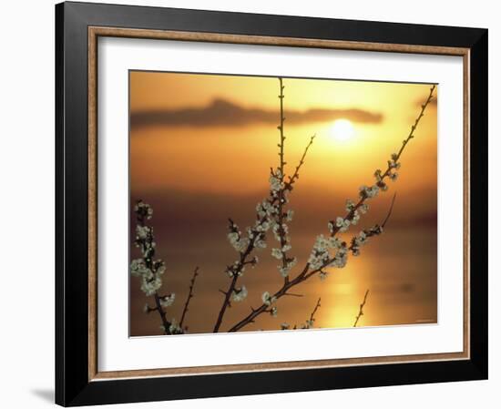 Plum Blossoms at Sunset, Ehime, Shikoku, Japan-null-Framed Photographic Print