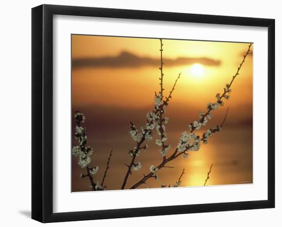 Plum Blossoms at Sunset, Ehime, Shikoku, Japan-null-Framed Photographic Print