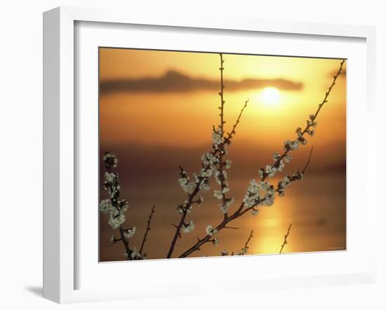 Plum Blossoms at Sunset, Ehime, Shikoku, Japan-null-Framed Photographic Print