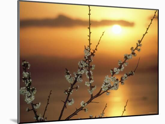 Plum Blossoms at Sunset, Ehime, Shikoku, Japan-null-Mounted Photographic Print
