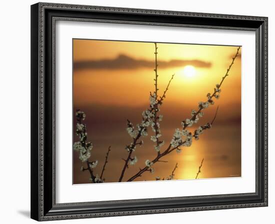 Plum Blossoms at Sunset, Ehime, Shikoku, Japan-null-Framed Photographic Print