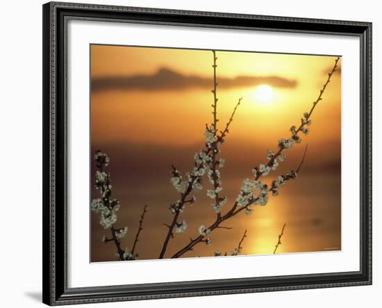 Plum Blossoms at Sunset, Ehime, Shikoku, Japan-null-Framed Photographic Print