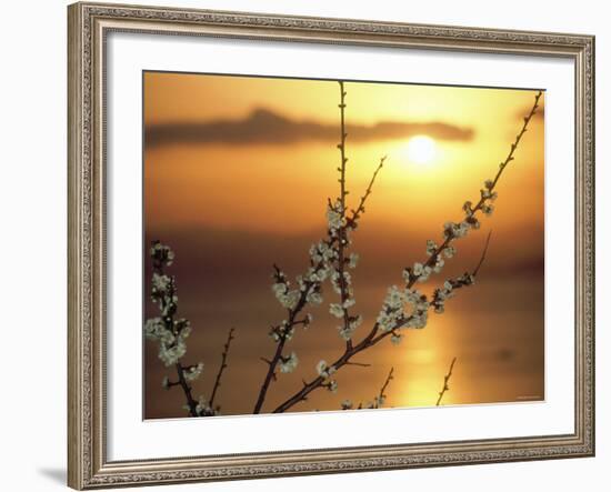 Plum Blossoms at Sunset, Ehime, Shikoku, Japan-null-Framed Photographic Print