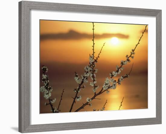 Plum Blossoms at Sunset, Ehime, Shikoku, Japan-null-Framed Photographic Print