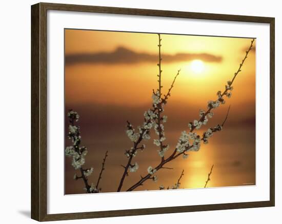 Plum Blossoms at Sunset, Ehime, Shikoku, Japan-null-Framed Photographic Print