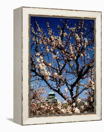 Plum Blossoms & Osaka Castle, Japan-null-Framed Premier Image Canvas