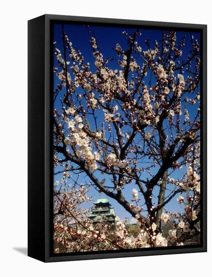 Plum Blossoms & Osaka Castle, Japan-null-Framed Premier Image Canvas