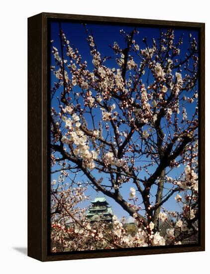 Plum Blossoms & Osaka Castle, Japan-null-Framed Premier Image Canvas