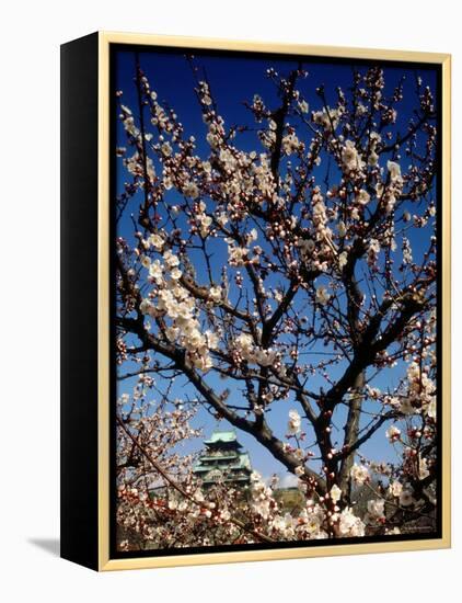 Plum Blossoms & Osaka Castle, Japan-null-Framed Premier Image Canvas