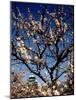 Plum Blossoms & Osaka Castle, Japan-null-Mounted Photographic Print