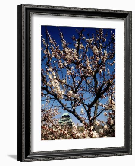 Plum Blossoms & Osaka Castle, Japan-null-Framed Photographic Print